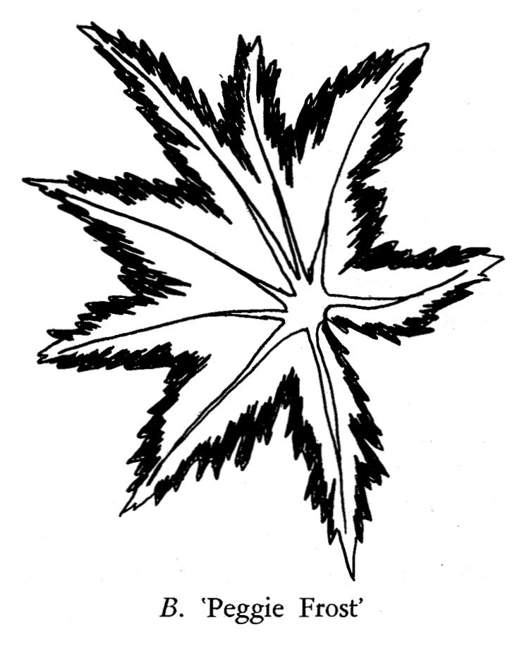 B. ‘Peggie Frost’